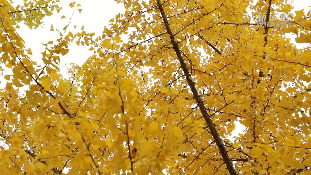 貴州桐梓：初冬杏葉黃 滿城盡染“金色”