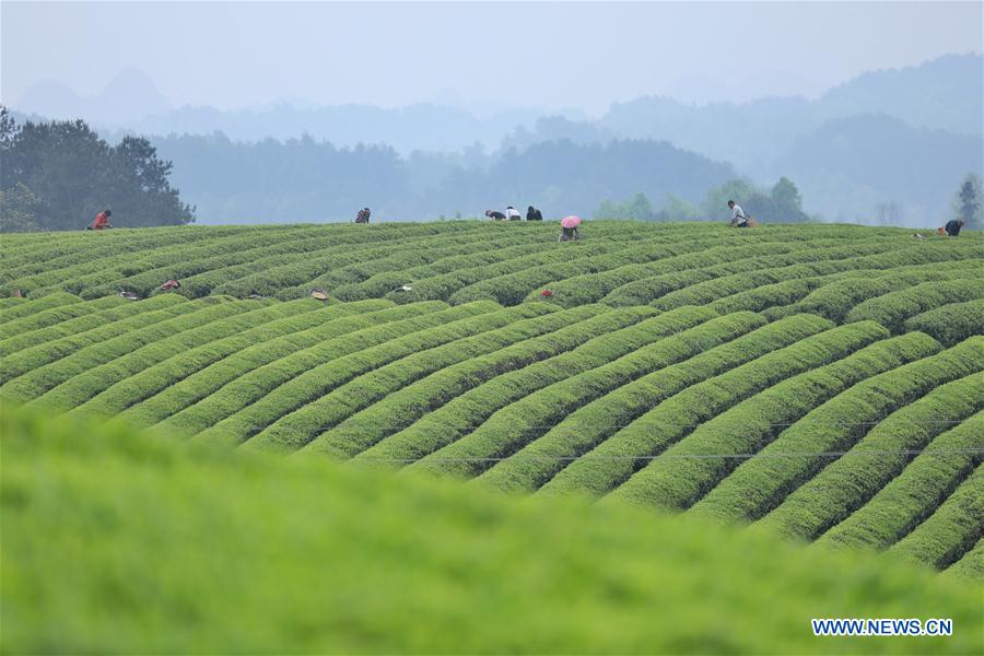 CHINA-MEITAN-TEA GARDEN(CN)