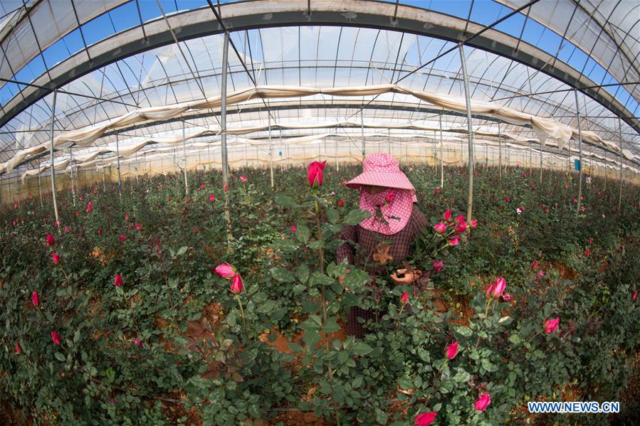 CHINA-YUNNAN-THAILAND-BANGKOK-FLOWER TRADE