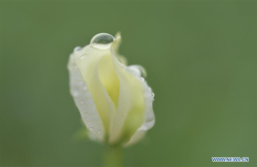 #CHINA-HUBEI-ENSHI-SPRING-FLOWERS (CN)