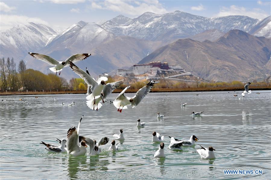 CHINA-TIBET-LHASA-WETLAND-SPRING