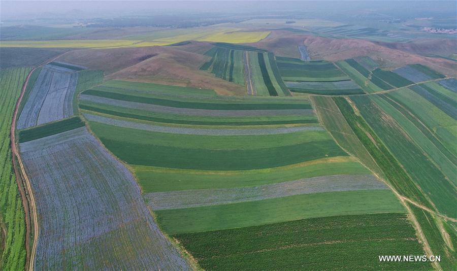 CHINA-HEBEI-ZHANGJIAKOU-AGRICULTURE-SCENERY (CN)