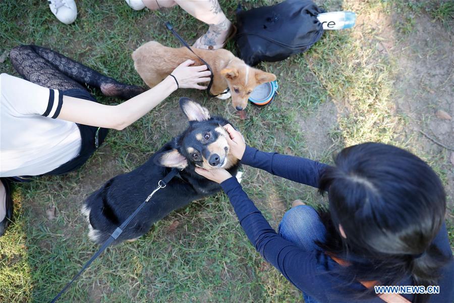 U.S.-WASHINGTON D.C.-CORGIS