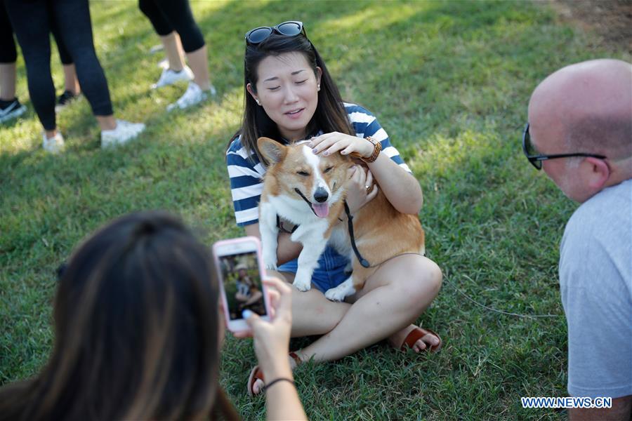 U.S.-WASHINGTON D.C.-CORGIS
