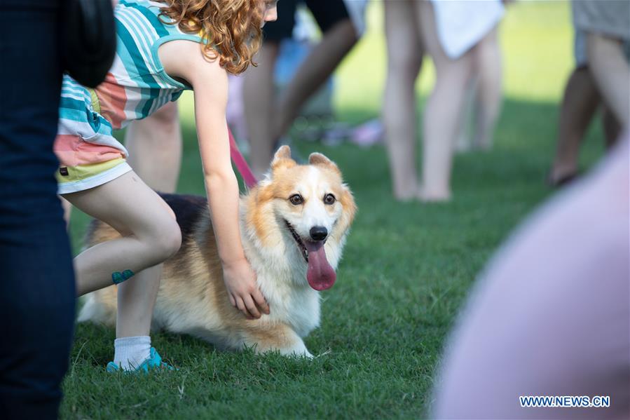U.S.-WASHINGTON D.C.-CORGIS