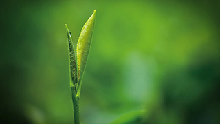 這片樹葉，改變了世界！