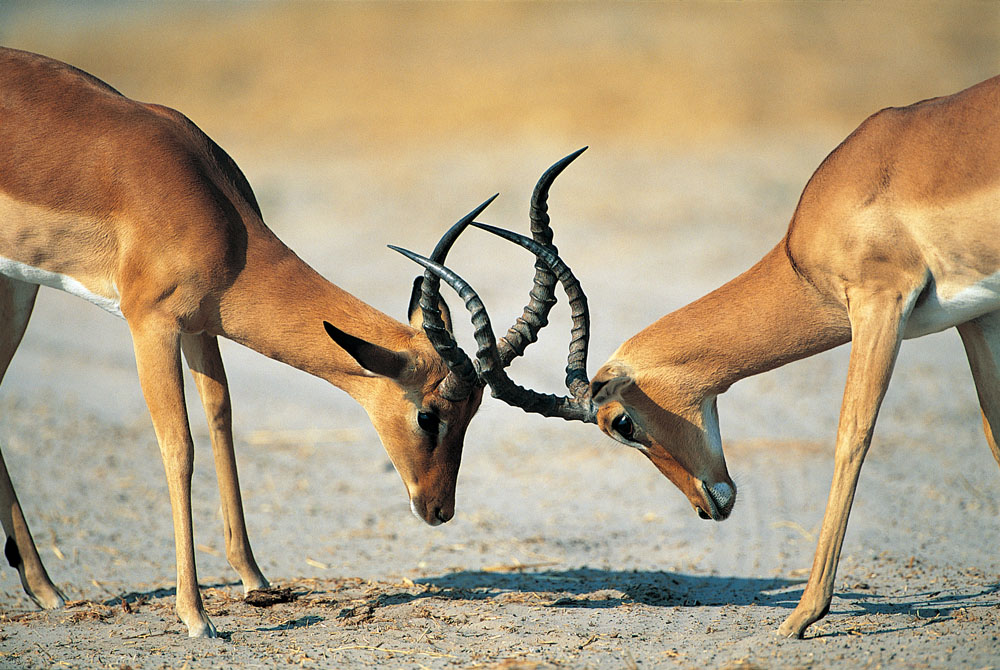 方正集團三高管接受調(diào)查 方正、政泉纏斗始末