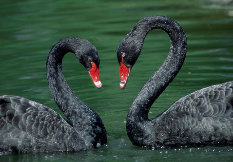 ?？低?ldquo;黑天鵝&rdquo;驚魂兩天