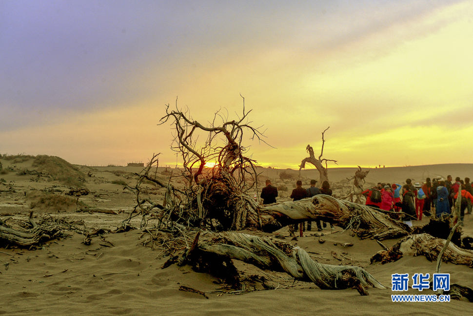 千年胡楊，不朽傳奇