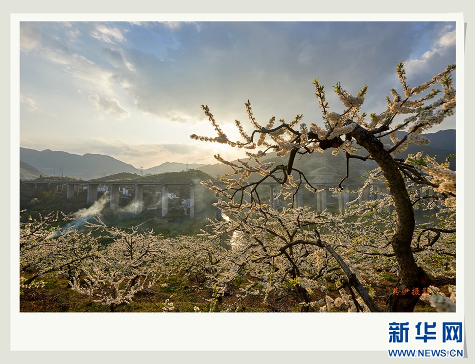 李花白，彩霞紅，春意濃