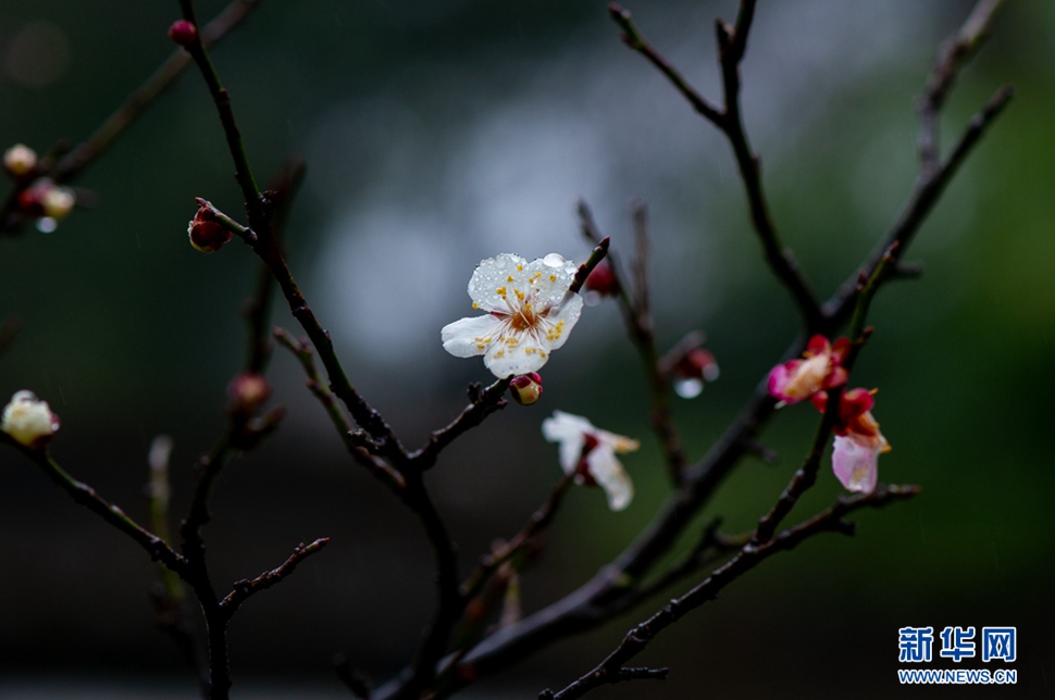 疏影橫斜，暗香浮動(dòng)