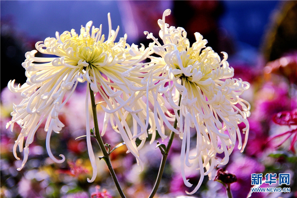 金秋時節(jié)，菊潤車城