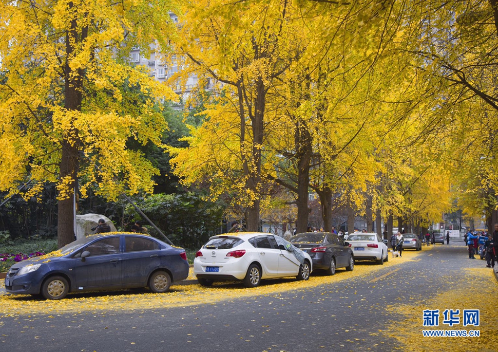 冬日暖陽，成都的銀杏已滿地