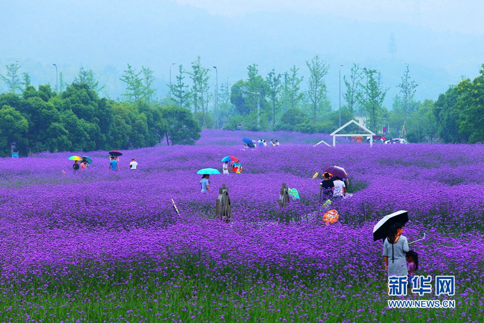 雨中游蓀湖花海，美翻了！