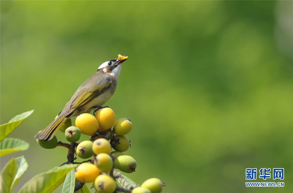 吃枇杷果的白頭鵯鳥(niǎo)