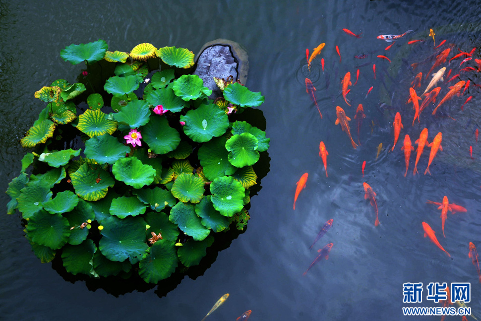 荷艷魚(yú)歡圖