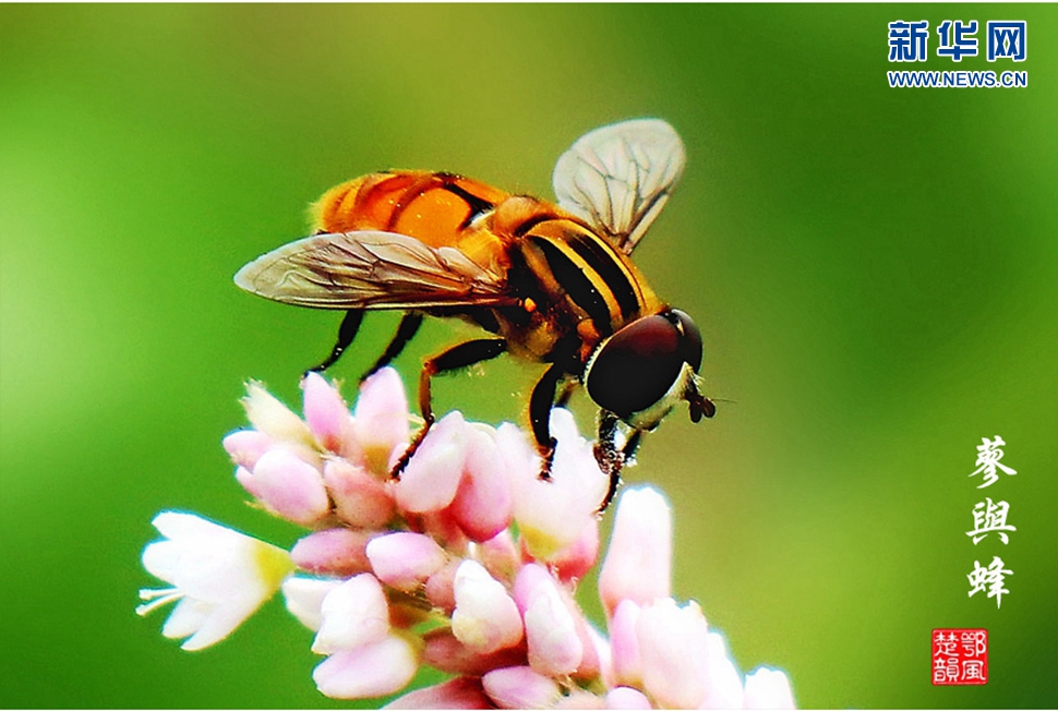 蓼與蜂、蜘蛛