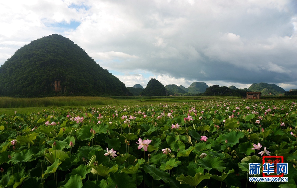 一生一世，萬(wàn)畝荷花