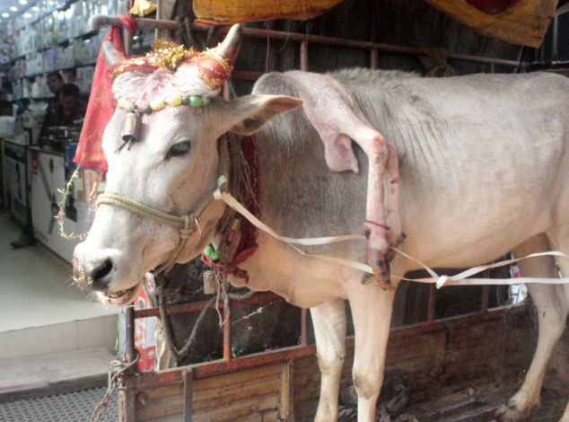 印五腿&ldquo;神牛&rdquo;全國(guó)巡展受熱捧【圖】
