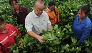 盧懷玉：當(dāng)棉農(nóng)的感覺挺好！