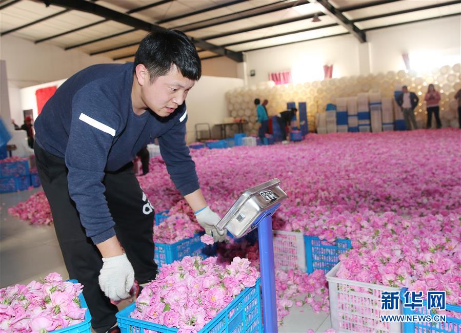 #（經(jīng)濟(jì)）（2）江蘇海安：玫瑰花鋪就農(nóng)民致富&ldquo;芬芳之路&rdquo;