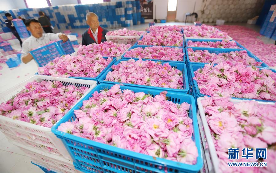 #（經(jīng)濟）（6）江蘇海安：玫瑰花鋪就農(nóng)民致富&ldquo;芬芳之路&rdquo;