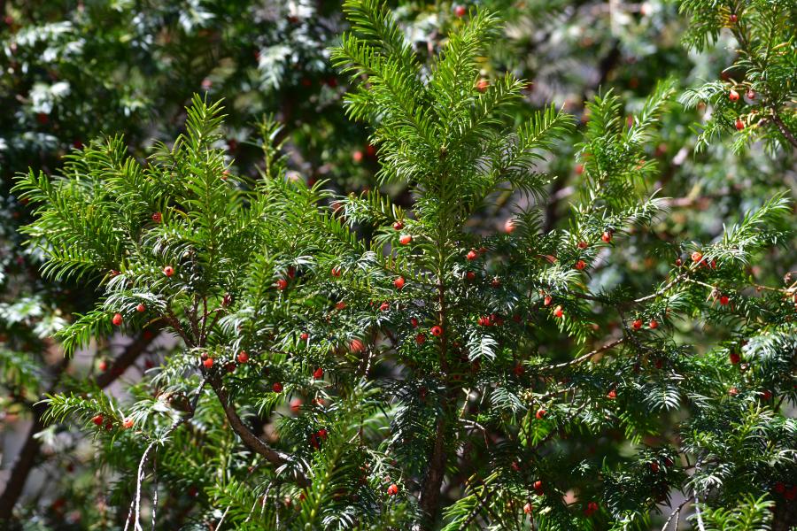時隔40多年，我國再度發(fā)現(xiàn)珍稀瀕危植物密葉紅豆杉種群