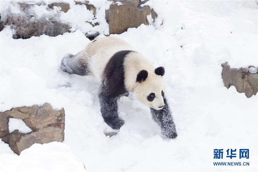 #（環(huán)境）（2）熊貓&ldquo;戲&rdquo;雪
