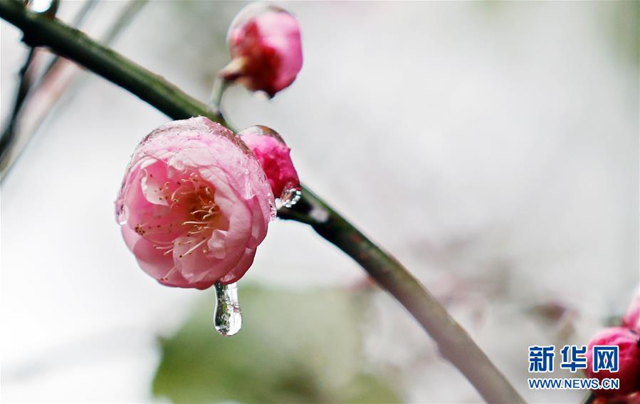 #（視&middot;覺(jué)）（3）猶有花枝俏