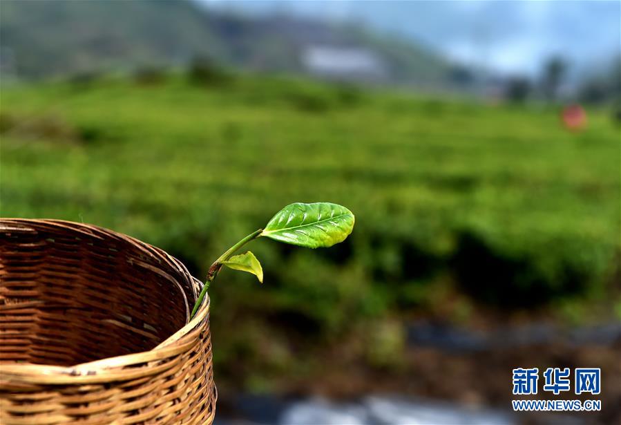 （經濟）（6） 西藏墨脫：茶業(yè)變成致富&ldquo;金葉&rdquo;