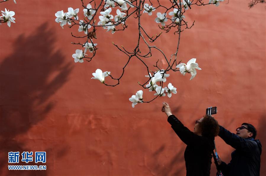 （在習近平新時代中國特色社會主義思想指引下&mdash;&mdash;新時代新氣象新作為&middot;新華全媒頭條&middot;圖文互動）（1）最濃是這中國紅&mdash;&mdash;北京市西城區(qū)弘揚紅墻意識深化改革發(fā)展紀實