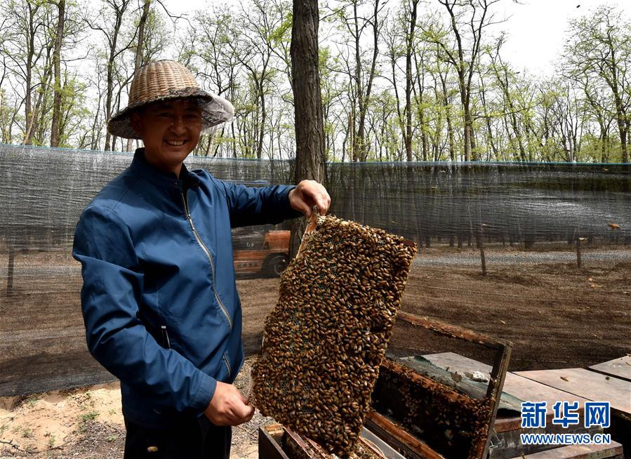 （在習(xí)近平新時(shí)代中國(guó)特色社會(huì)主義思想指引下&mdash;&mdash;新時(shí)代新氣象新作為&middot;圖文互動(dòng)）（4）河南民權(quán)：三代造林人接力68年播綠黃河故道