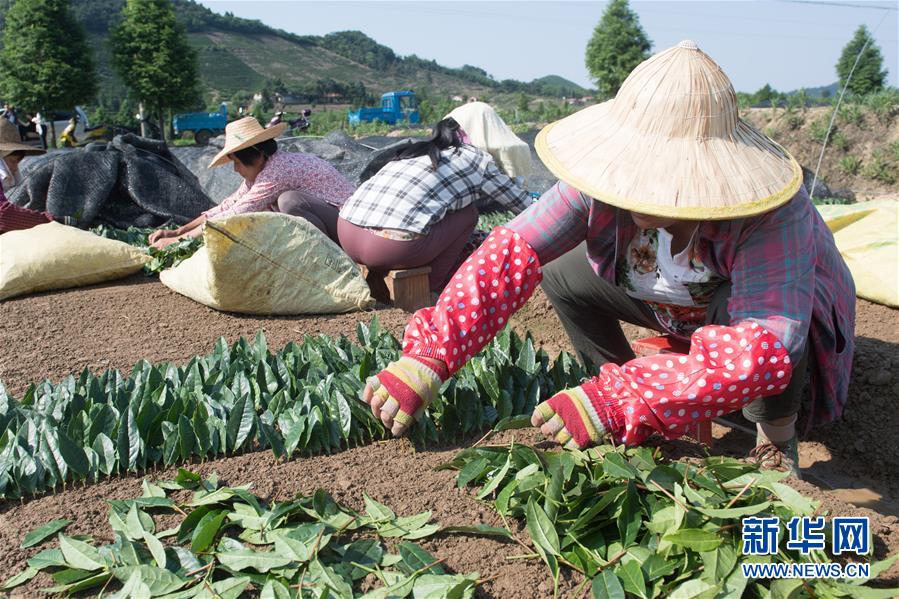 （新華全媒頭條&middot;圖文互動）（7）安吉白茶奔向扶貧一線&mdash;&mdash;浙江黃杜村農(nóng)民黨員先富幫后富向貧困地區(qū)捐贈&ldquo;扶貧苗&rdquo;