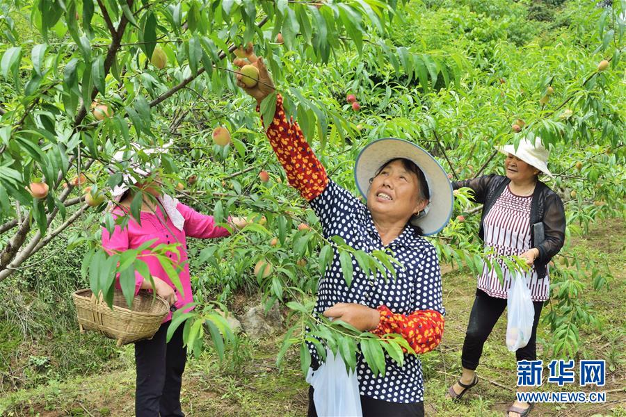 （在習(xí)近平新時代中國特色社會主義思想指引下&mdash;&mdash;新時代新作為新篇章&middot;圖文互動）（3）湖北枝城鎮(zhèn)：片區(qū)黨建助推鄉(xiāng)村全面振興