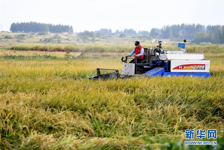 （新華全媒頭條&middot;壯闊東方潮　奮進(jìn)新時(shí)代&mdash;&mdash;慶祝改革開放40年&middot;圖文互動(dòng)）（9）小崗，與時(shí)代同行&mdash;&mdash;&ldquo;中國(guó)農(nóng)村改革第一村&rdquo;40年變遷的改革啟示