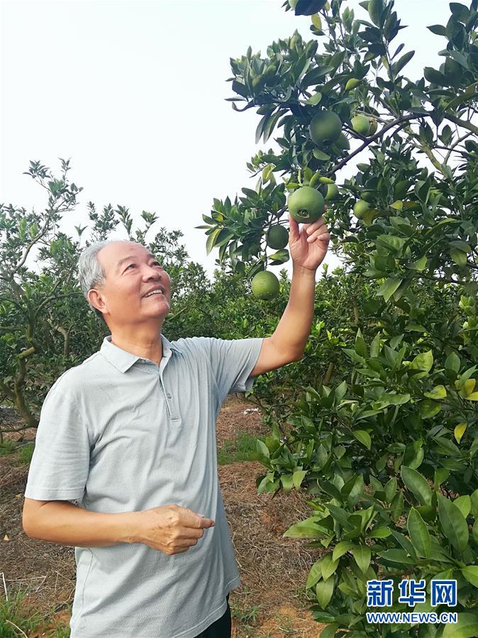 （在習近平新時代中國特色社會主義思想指引下&middot;慶祝改革開放40周年&middot;協(xié)調(diào)發(fā)展&middot;圖文互動）（5）臍橙&ldquo;三變&rdquo;見證40年變遷