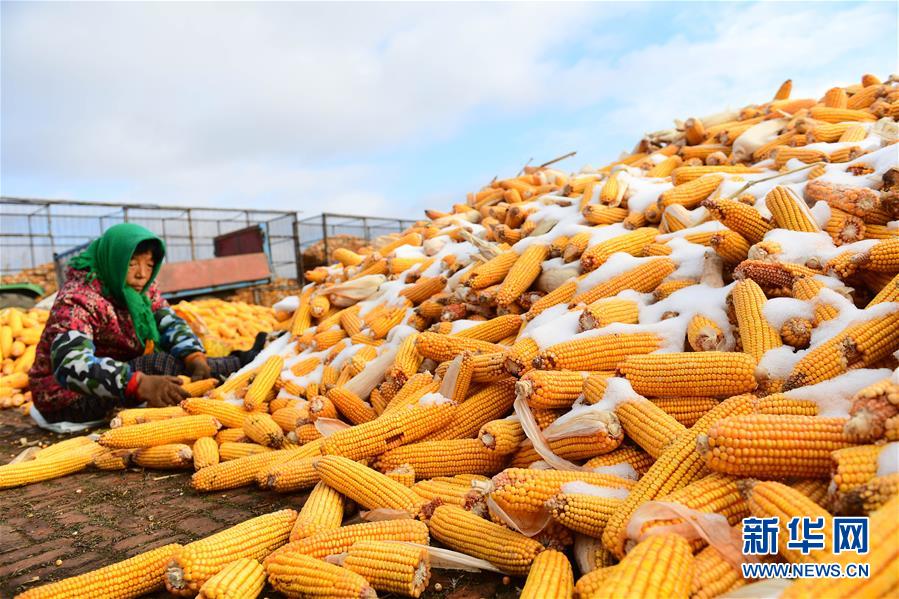 （在習近平新時代中國特色社會主義思想指引下&mdash;&mdash;新時代新作為新篇章&middot;鄉(xiāng)村振興戰(zhàn)略&middot;圖文互動）（1）吉林榆樹：產糧&ldquo;冠軍縣&rdquo;大旱之年從容應對減產考驗