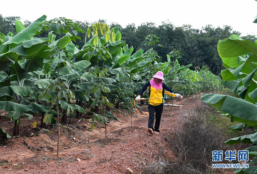 （百城百縣百企調(diào)研行&middot;圖文互動(dòng)）（6）海南農(nóng)墾：農(nóng)業(yè)&ldquo;國家隊(duì)&rdquo;打贏改革&ldquo;翻身仗&rdquo;