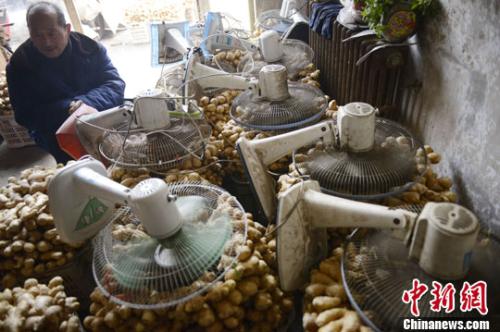 資料圖：山西太原蔬菜批發(fā)市場，姜販用多臺電風(fēng)扇風(fēng)干新鮮潮濕的生姜。<a target='_blank' ><p  align=