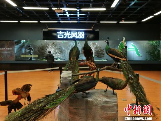 先有雞還是先有蛋？這個科普展覽有點&ldquo;不一般&rdquo;