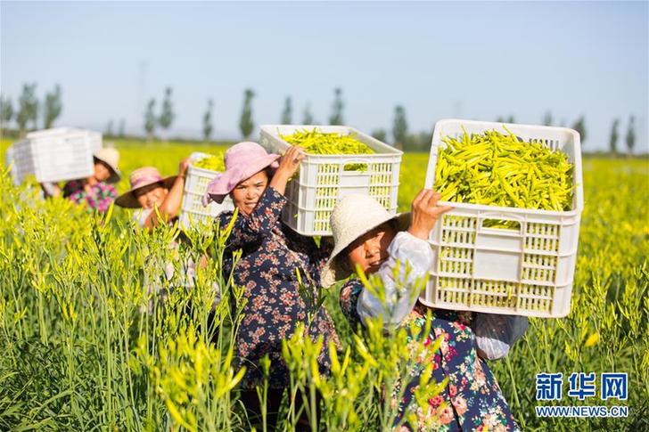 （在習(xí)近平新時(shí)代中國特色社會(huì)主義思想指引下&mdash;&mdash;新時(shí)代新作為新篇章&middot;鄉(xiāng)村振興戰(zhàn)略&middot;圖文互動(dòng)）（1）一株忘憂草，萬家喜眉梢&mdash;&mdash;山西省大同市云州區(qū)黃花產(chǎn)業(yè)扶貧觀察