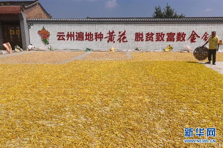 （在習(xí)近平新時(shí)代中國特色社會(huì)主義思想指引下&mdash;&mdash;新時(shí)代新作為新篇章&middot;鄉(xiāng)村振興戰(zhàn)略&middot;圖文互動(dòng)）（2）一株忘憂草，萬家喜眉梢&mdash;&mdash;山西省大同市云州區(qū)黃花產(chǎn)業(yè)扶貧觀察