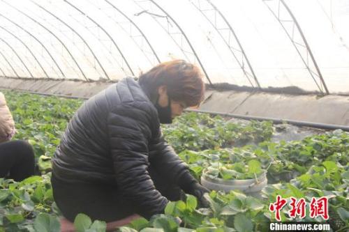 正值隆冬時節(jié)，山西省長治市長子縣天寒地凍，最低氣溫已有零下十幾度，當?shù)氐氖卟舜笈飪?nèi)卻&ldquo;春意盎然&rdquo;、生機勃勃?！⊥蹙S寧 攝