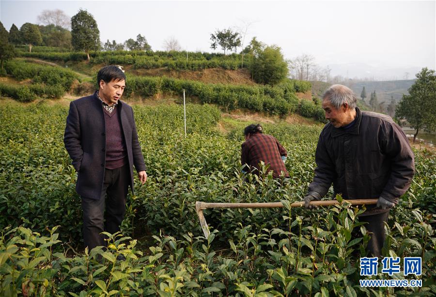 （在習近平新時代中國特色社會主義思想指引下&mdash;&mdash;新時代新作為新篇章&middot;鄉(xiāng)村振興戰(zhàn)略&middot;圖文互動）（2）老支書王興強的新&ldquo;茶事&rdquo;