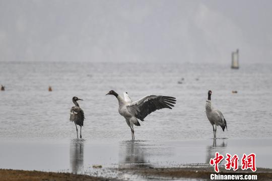 圖為在納帕海濕地棲息的黑頸鶴?！⑷疥?攝