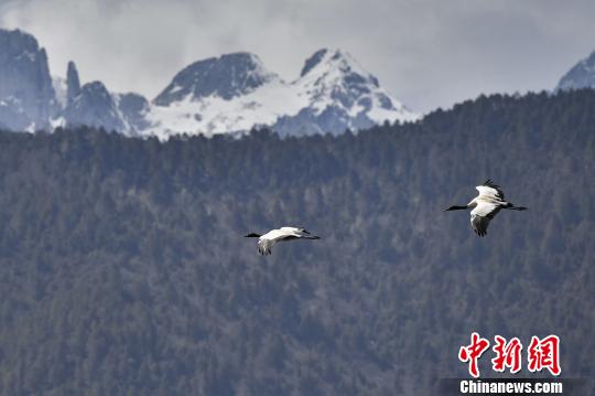 圖為在納帕海濕地上空飛翔的黑頸鶴?！⑷疥?攝
