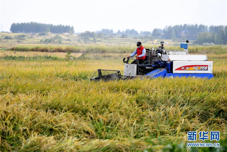 （新華全媒頭條&middot;愛國情 奮斗者&middot;圖文互動）（6）一個村的奮斗，一個時代的巨變&mdash;&mdash;記敢&ldquo;蹚新路&rdquo;的小崗人