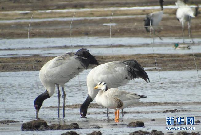 （圖文互動(dòng)）（2）青海玉樹(shù)：今年首批黑頸鶴飛抵嘉塘草原