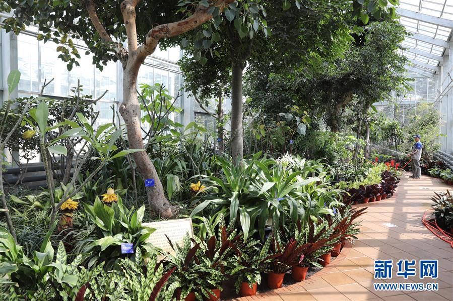 （科技）（1）北京最&ldquo;年長(zhǎng)&rdquo;植物溫室重新開放