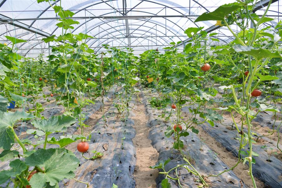 （新華全媒頭條&middot;北京世園會(huì)&middot;圖文互動(dòng)）（16）建設(shè)美麗中國 共筑綠色家園&mdash;&mdash;寫在2019年中國北京世界園藝博覽會(huì)開幕之際